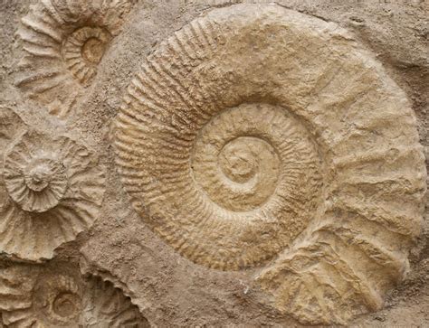 Fossil rock - While rockhounding the banks of the Colorado River in Central …